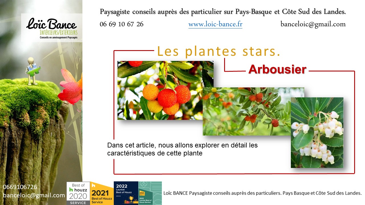 Paysagiste Guthary. L'arbousier (Arbutus unedo) est une plante ornementale attrayante.