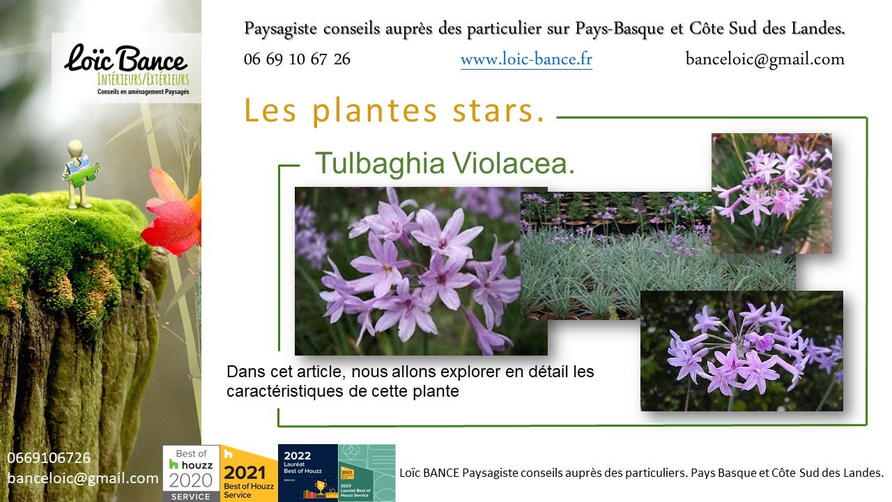 Guthary paysage, fleurir votre jardin avec la Tulbaghia Violacea plante star de juillet 2024.