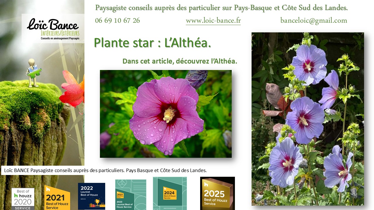 Fiche technique de l'Alth�a Hibiscus Gu�thary paysages 