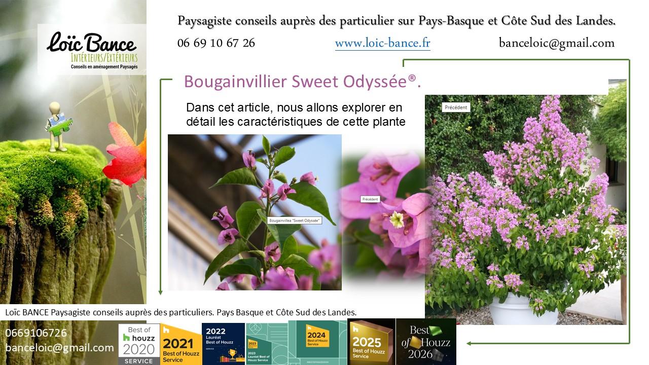 Gu�thary Paysagiste Bougainvillier Sweet Odyss�e�